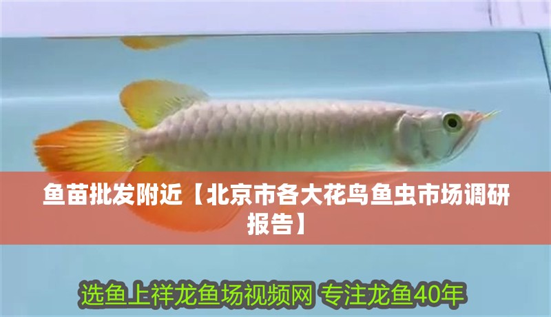 魚苗批發(fā)附近【北京市各大花鳥魚蟲市場調(diào)研報(bào)告】