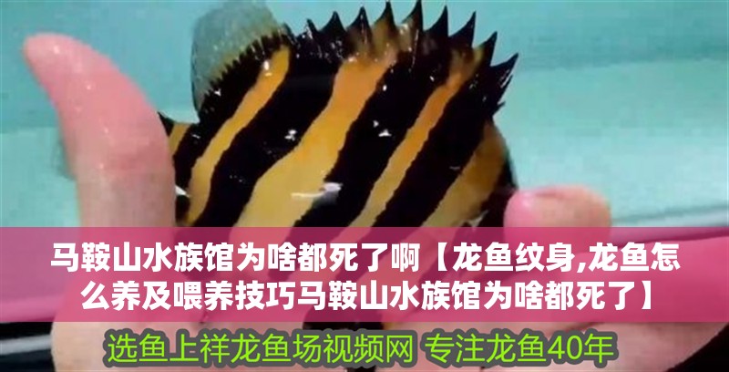 馬鞍山水族館為啥都死了啊【龍魚紋身,龍魚怎么養(yǎng)及喂養(yǎng)技巧馬鞍山水族館為啥都死了】