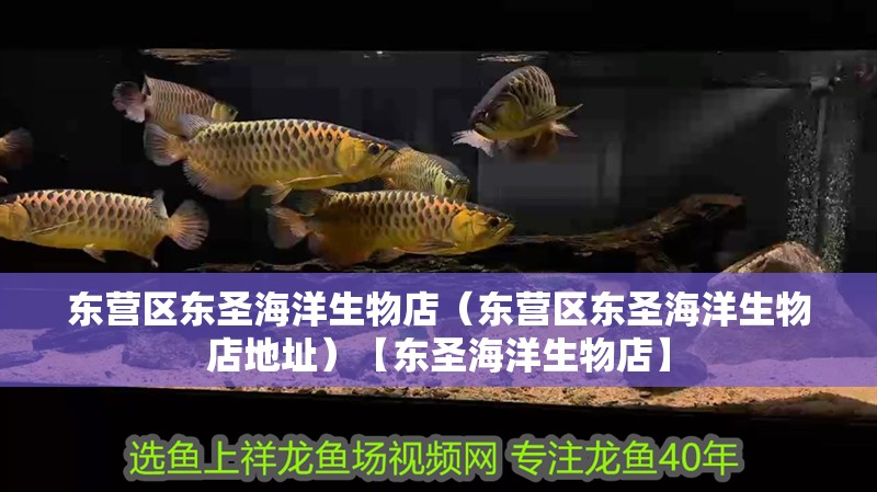 東營區東圣海洋生物店（東營區東圣海洋生物店地址）【東圣海洋生物店】