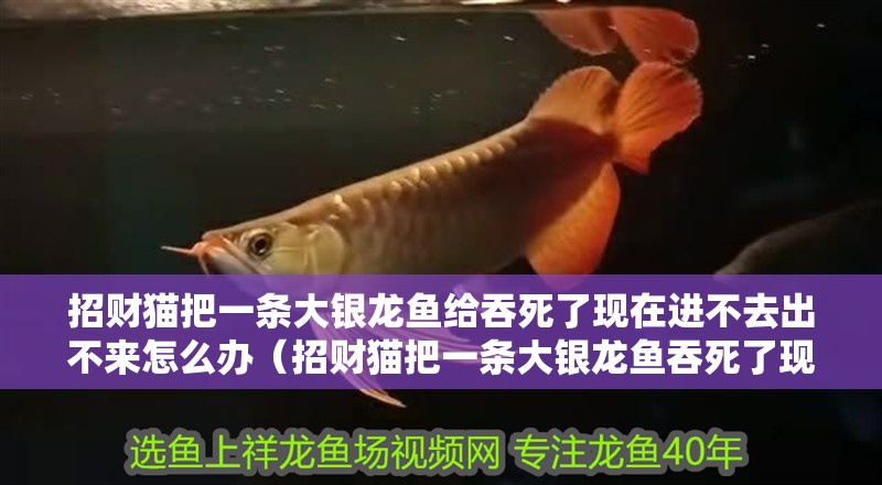 招財貓把一條大銀龍魚給吞死了現(xiàn)在進(jìn)不去出不來怎么辦（招財貓把一條大銀龍魚吞死了現(xiàn)在進(jìn)不去出不來怎么辦）