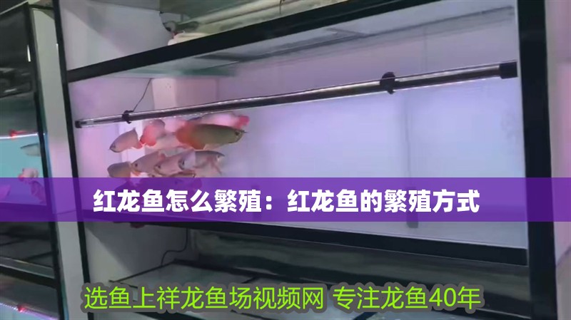 紅龍魚怎么繁殖：紅龍魚的繁殖方式