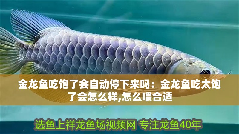 金龍魚吃飽了會自動停下來嗎：金龍魚吃太飽了會怎么樣,怎么喂合適