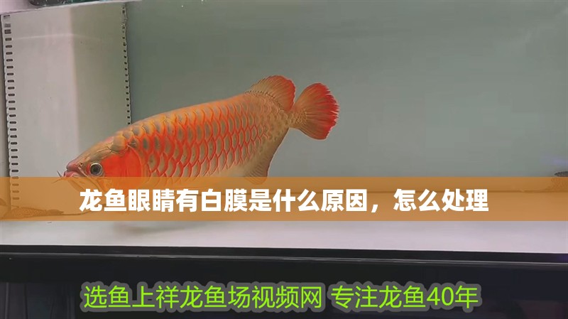 龍魚眼睛有白膜是什么原因，怎么處理
