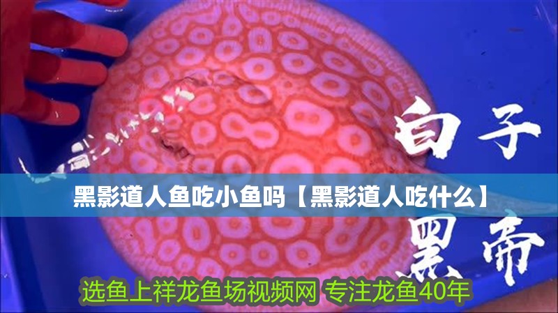 黑影道人魚吃小魚嗎【黑影道人吃什么】
