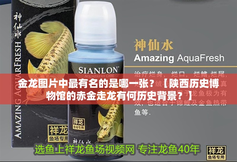 金龍圖片中最有名的是哪一張？【陜西歷史博物館的赤金走龍有何歷史背景？】