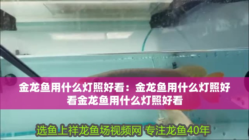 金龍魚用什么燈照好看：金龍魚用什么燈照好看金龍魚用什么燈照好看