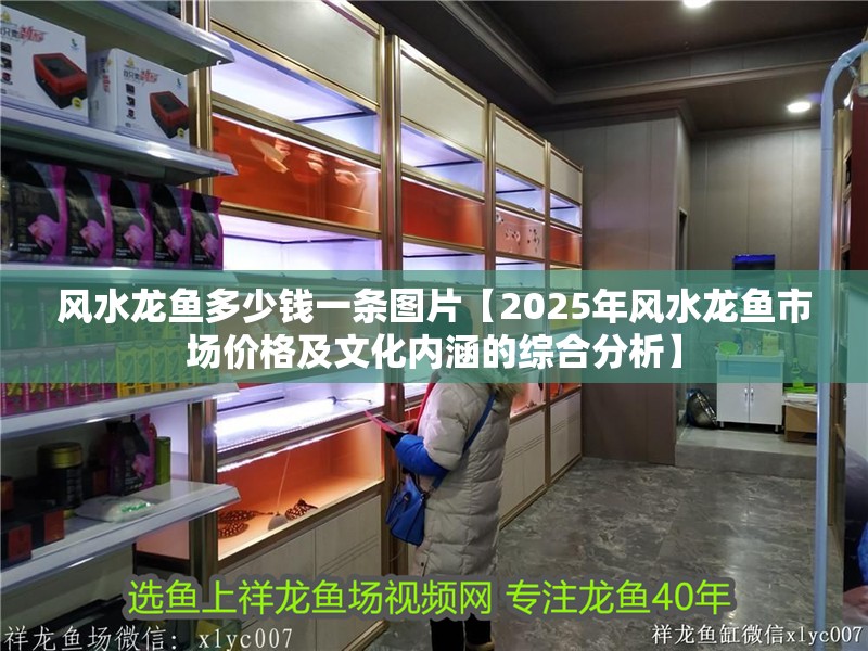 風(fēng)水龍魚多少錢一條圖片【2025年風(fēng)水龍魚市場價格及文化內(nèi)涵的綜合分析】