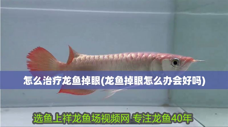 怎么治療龍魚掉眼(龍魚掉眼怎么辦會(huì)好嗎)