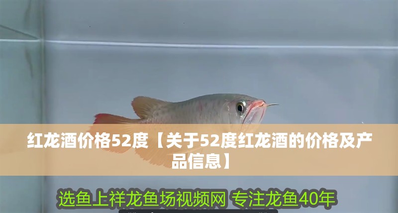紅龍酒價格52度【關于52度紅龍酒的價格及產品信息】