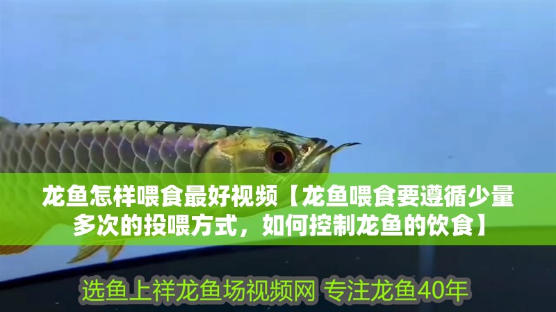 龍魚怎樣喂食最好視頻【龍魚喂食要遵循少量多次的投喂方式，如何控制龍魚的飲食】