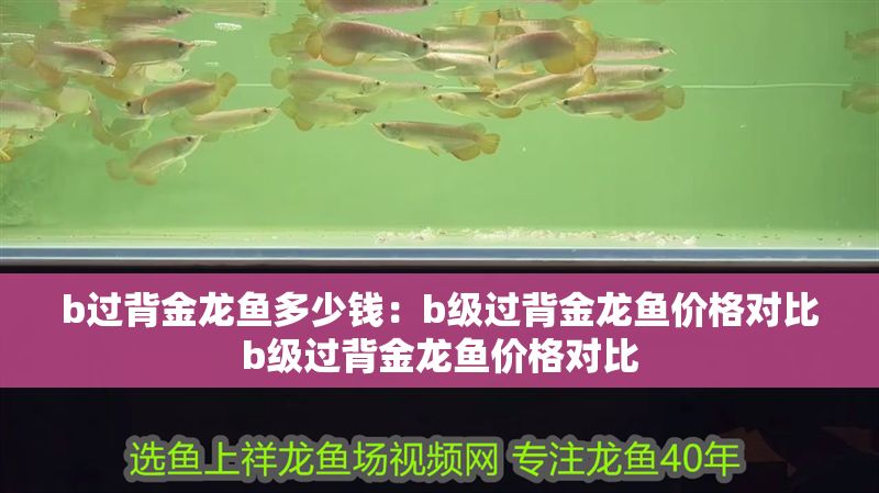 b過背金龍魚多少錢：b級過背金龍魚價格對比b級過背金龍魚價格對比