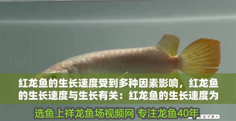 紅龍魚的生長速度受到多種因素影響，紅龍魚的生長速度與生長有關：紅龍魚的生長速度為什么這么快