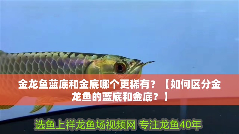 金龍魚藍底和金底哪個更稀有？【如何區分金龍魚的藍底和金底？】