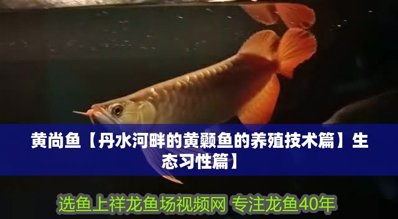 黃尚魚【丹水河畔的黃顙魚的養殖技術篇】生態習性篇】