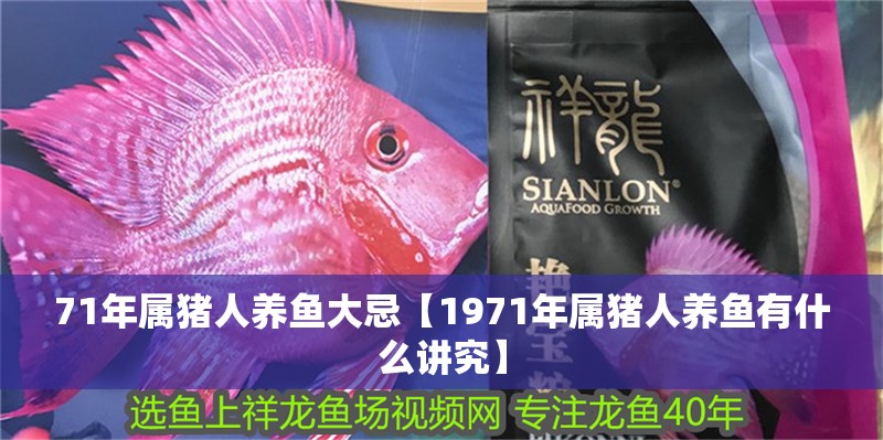 71年屬豬人養魚大忌【1971年屬豬人養魚有什么講究】