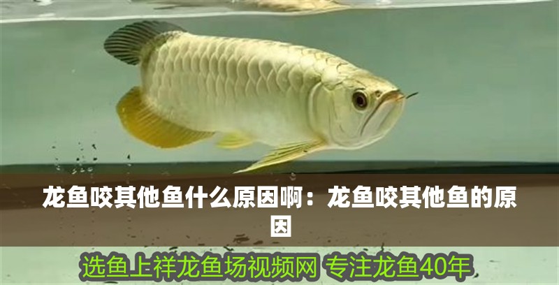 龍魚咬其他魚什么原因啊：龍魚咬其他魚的原因