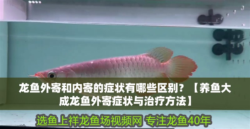 龍魚外寄和內(nèi)寄的癥狀有哪些區(qū)別？【養(yǎng)魚大成龍魚外寄癥狀與治療方法】