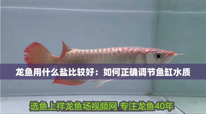 龍魚用什么鹽比較好：如何正確調節魚缸水質