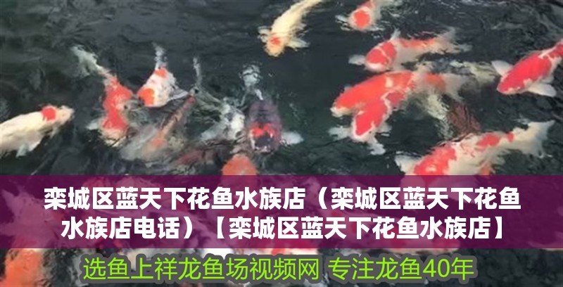 欒城區藍天下花魚水族店（欒城區藍天下花魚水族店電話）【欒城區藍天下花魚水族店】