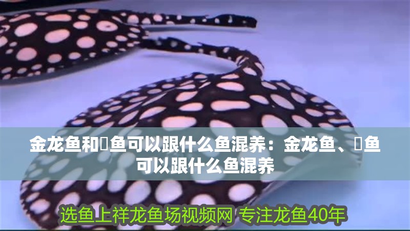 金龍魚和魟魚可以跟什么魚混養：金龍魚、魟魚可以跟什么魚混養