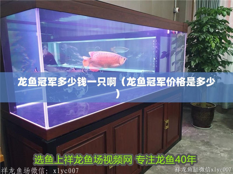 龍魚冠軍多少錢一只?。堲~冠軍價格是多少）