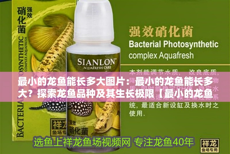 最小的龍魚能長多大圖片：最小的龍魚能長多大？探索龍魚品種及其生長極限【最小的龍魚能長多大？】