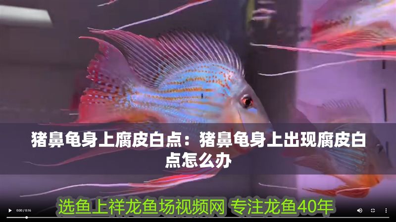 豬鼻龜身上腐皮白點：豬鼻龜身上出現腐皮白點怎么辦