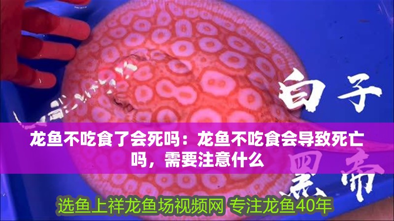 龍魚不吃食了會死嗎：龍魚不吃食會導致死亡嗎，需要注意什么