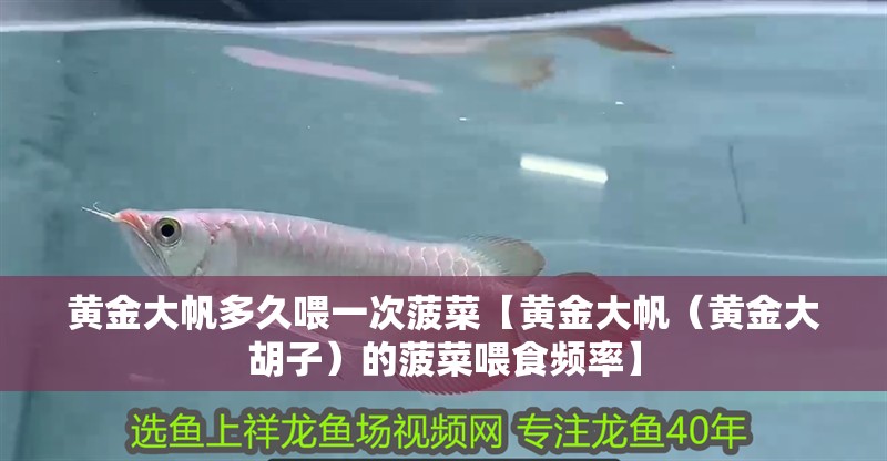 黃金大帆多久喂一次菠菜【黃金大帆（黃金大胡子）的菠菜喂食頻率】