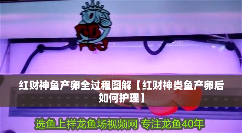 紅財神魚產卵全過程圖解【紅財神類魚產卵后如何護理】