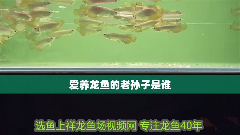 愛養龍魚的老孫子是誰 愛養龍魚的老孫子是誰 龍魚百科 第1張