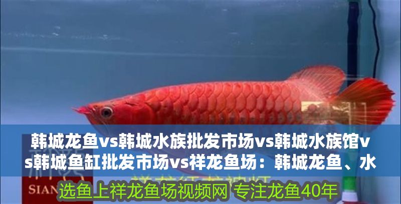 韓城龍魚(yú)vs韓城水族批發(fā)市場(chǎng)vs韓城水族館vs韓城魚(yú)缸批發(fā)市場(chǎng)vs祥龍魚(yú)場(chǎng)：韓城龍魚(yú)、水族批發(fā)市場(chǎng)、水族館、魚(yú)缸批發(fā)市場(chǎng)及種類(lèi)