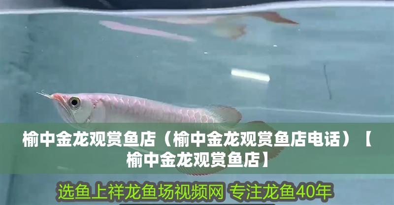 榆中金龍觀賞魚店（榆中金龍觀賞魚店電話）【榆中金龍觀賞魚店】