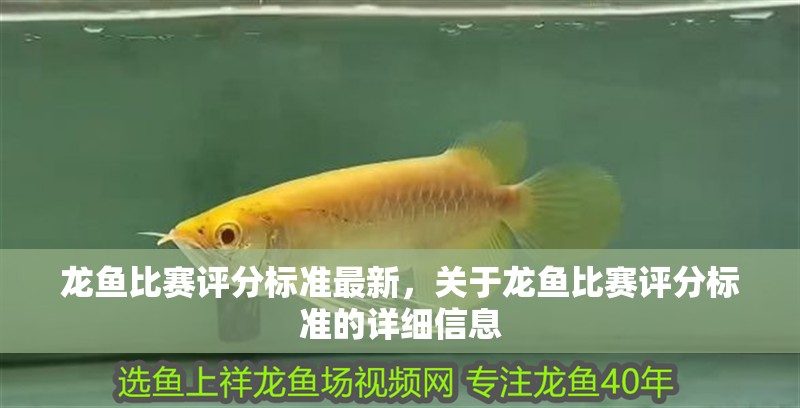 龍魚比賽評分標準最新，關于龍魚比賽評分標準的詳細信息