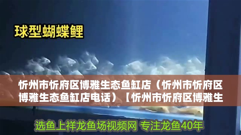 忻州市忻府區博雅生態魚缸店（忻州市忻府區博雅生態魚缸店電話）【忻州市忻府區博雅生態魚缸店火爆開業】