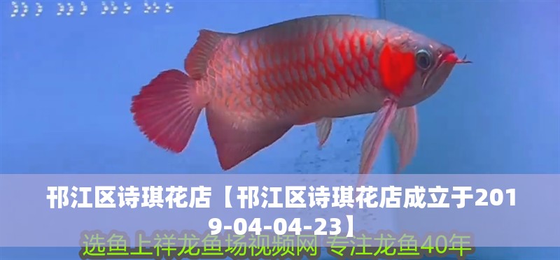 邗江區(qū)詩琪花店【邗江區(qū)詩琪花店成立于2019-04-04-23】 邗江區(qū)詩琪花店【邗江區(qū)詩琪花店成立于2019-04-04-23】 全國水族館企業(yè)名錄