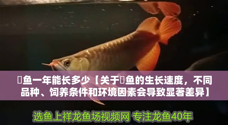 魟魚一年能長多少【關(guān)于魟魚的生長速度，不同品種、飼養(yǎng)條件和環(huán)境因素會導(dǎo)致顯著差異】