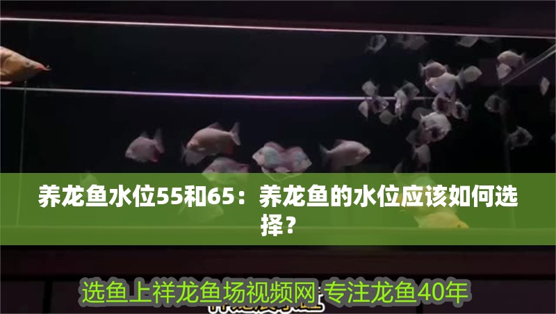 養(yǎng)龍魚水位55和65：養(yǎng)龍魚的水位應(yīng)該如何選擇？