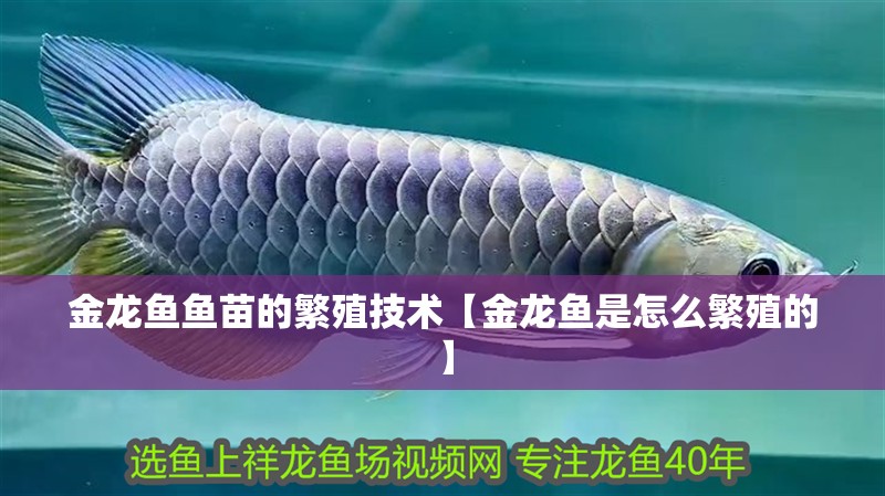 金龍魚魚苗的繁殖技術【金龍魚是怎么繁殖的】