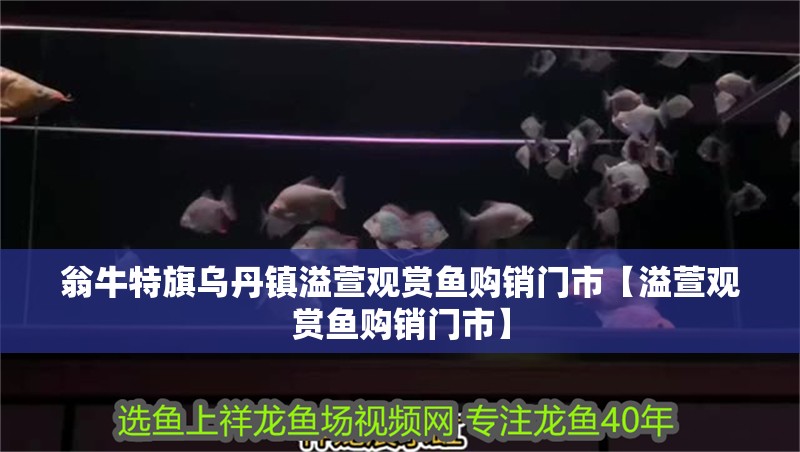 翁牛特旗烏丹鎮溢萱觀賞魚購銷門市【溢萱觀賞魚購銷門市】