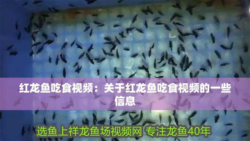 紅龍魚吃食視頻：關于紅龍魚吃食視頻的一些信息