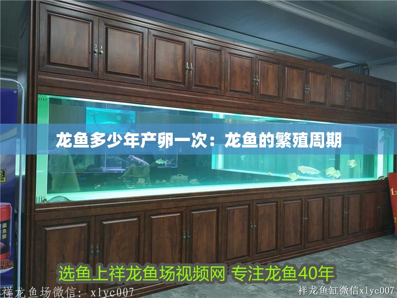 龍魚多少年產卵一次：龍魚的繁殖周期