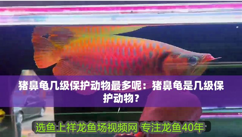 豬鼻龜幾級保護動物最多呢：豬鼻龜是幾級保護動物？