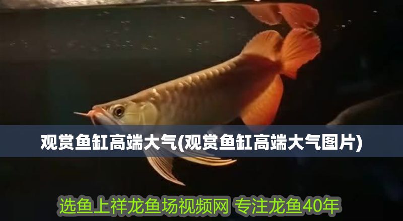 觀賞魚缸高端大氣(觀賞魚缸高端大氣圖片)