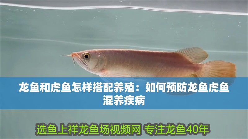 龍魚和虎魚怎樣搭配養殖：如何預防龍魚虎魚混養疾病