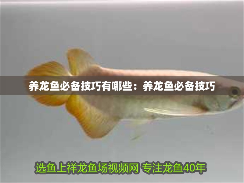 養龍魚必備技巧有哪些：養龍魚必備技巧 養龍魚必備技巧有哪些：養龍魚必備技巧 龍魚百科