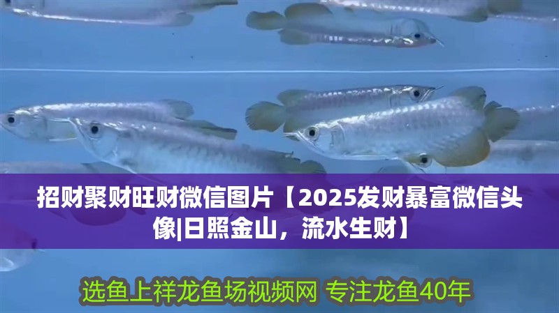 招財聚財旺財微信圖片【2025發財暴富微信頭像|日照金山，流水生財】 招財聚財旺財微信圖片【2025發財暴富微信頭像|日照金山，流水生財】 龍魚論壇