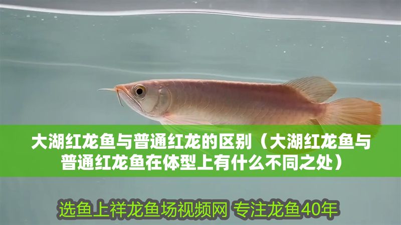 大湖紅龍魚(yú)與普通紅龍的區(qū)別（大湖紅龍魚(yú)與普通紅龍魚(yú)在體型上有什么不同之處） 大湖紅龍魚(yú)與普通紅龍的區(qū)別（大湖紅龍魚(yú)與普通紅龍魚(yú)在體型上有什么不同之處） 大湖紅龍魚(yú)百科 第1張