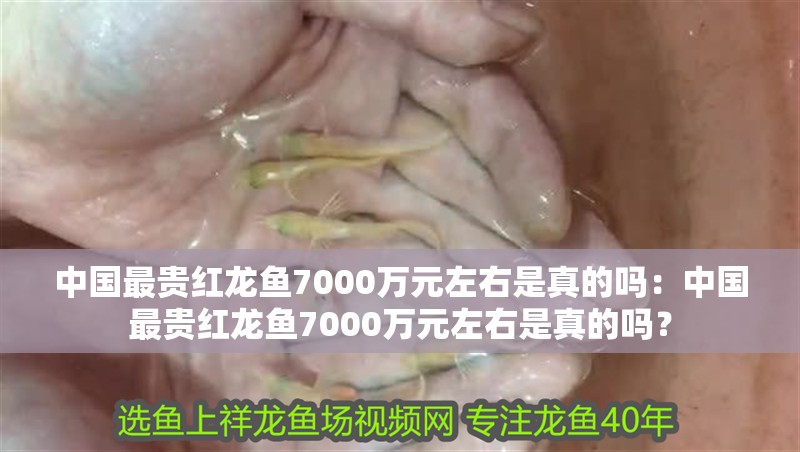 中國最貴紅龍魚7000萬元左右是真的嗎：中國最貴紅龍魚7000萬元左右是真的嗎？