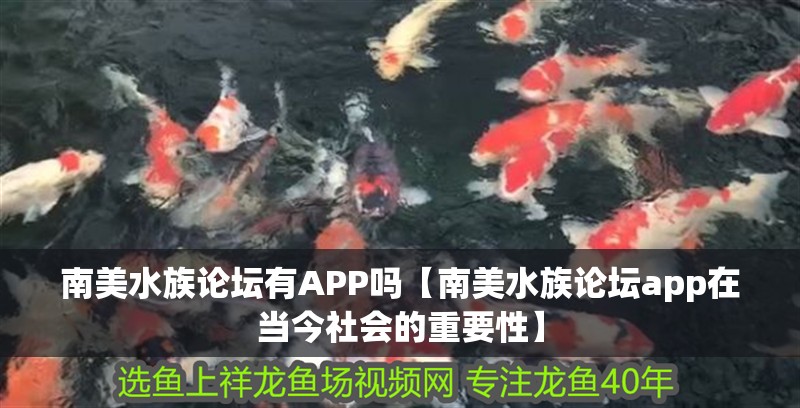 南美水族論壇有APP嗎【南美水族論壇app在當今社會的重要性】